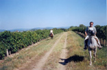Balaton Tourism for riding holidays.